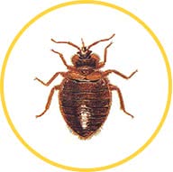 Клопы