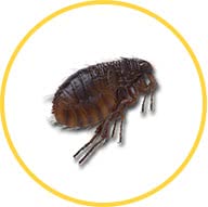 Блохи